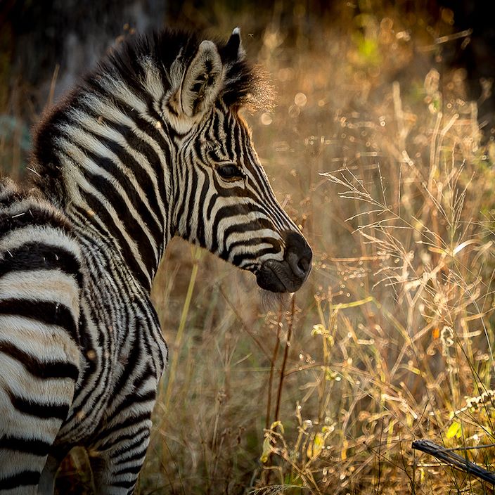 Little Vumbura Botswana Wildlife Zebra