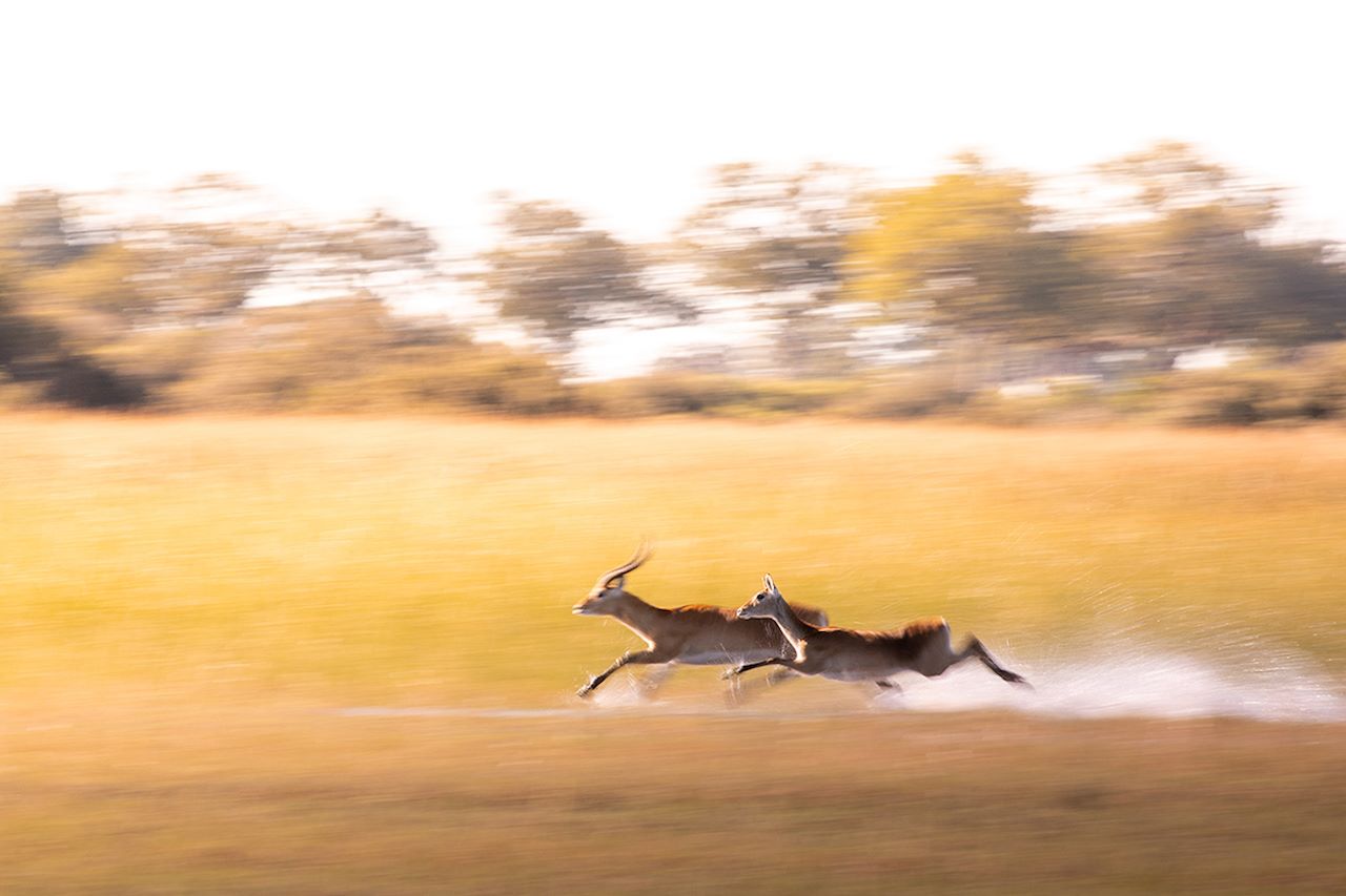 Wilderness Dumatau Lechwe Running