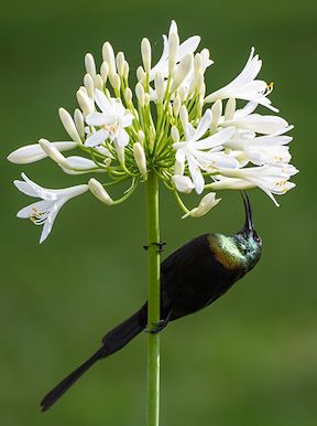 Wilderness Bisate Wildlife Bronze Sunbird