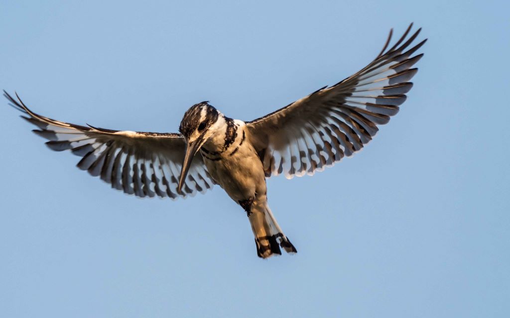 Wilderness Experiences Birding Kingfisher