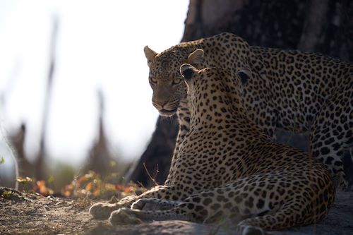 Wilderness Qorokwe Leopards