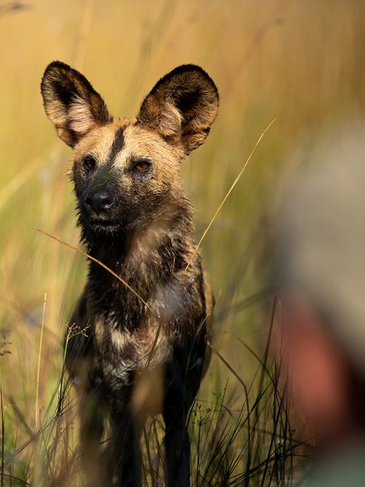 Wilderness Dumatau Botswana Wildlife Wild Dog