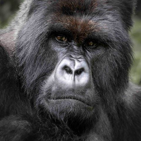 Mountain Gorilla at Wilderness Bisate Rwanda