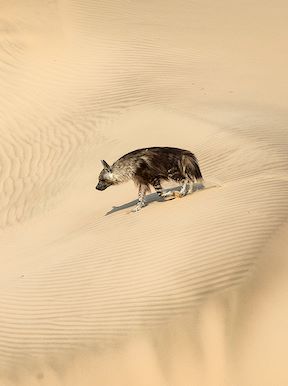 Wilderness Namibia Wildlife Brown Hyena