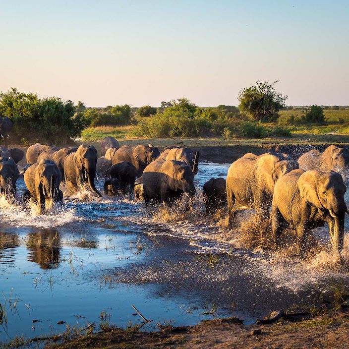 Wilderness Linyanti Tented Camp Botswana Wildlife Elephant