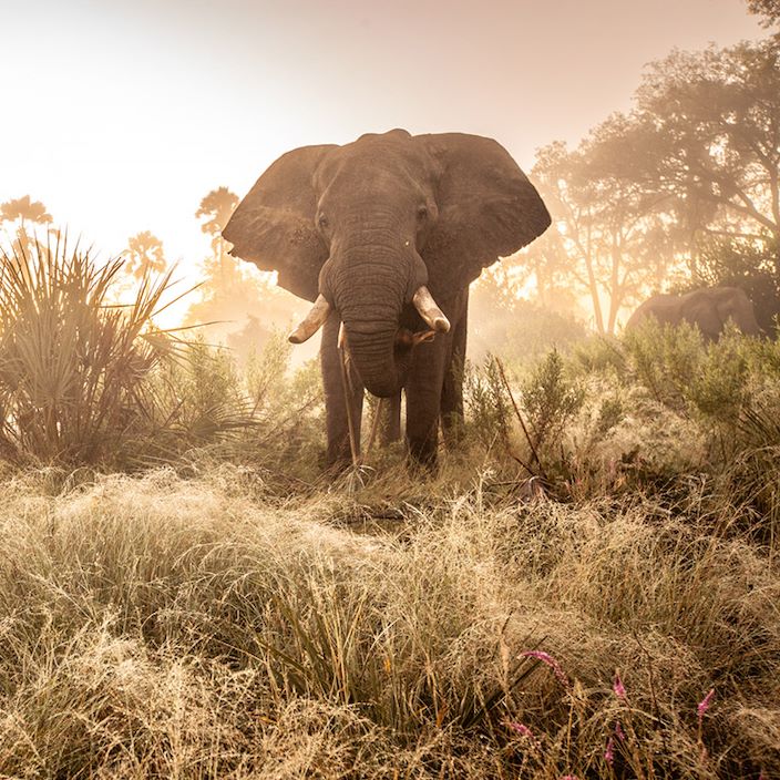 Wilderness Chitabe Lediba Gallery Wildlife Elephant