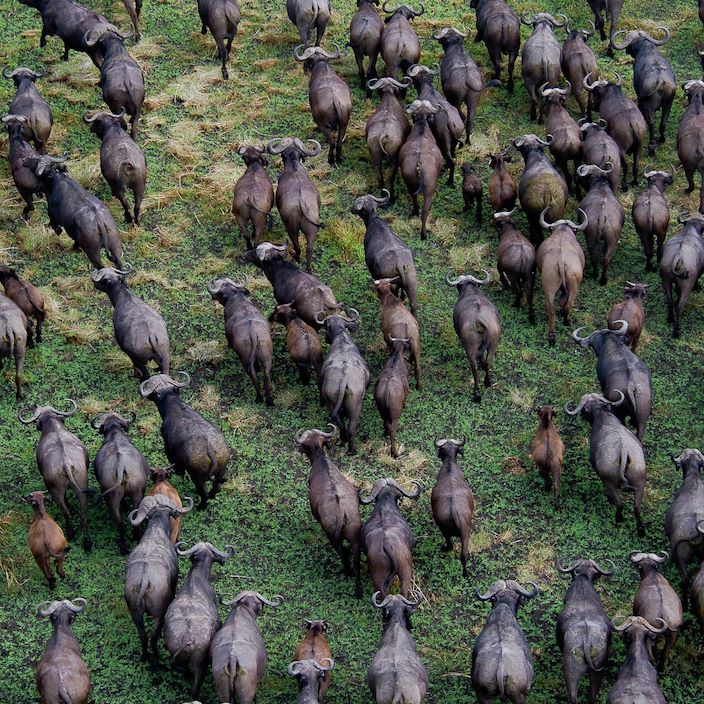Wilderness Shumba Zambia Herd Buffalo