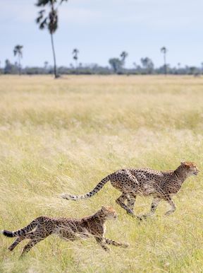 Wilderness Zimbabwe Landscapes Savannah