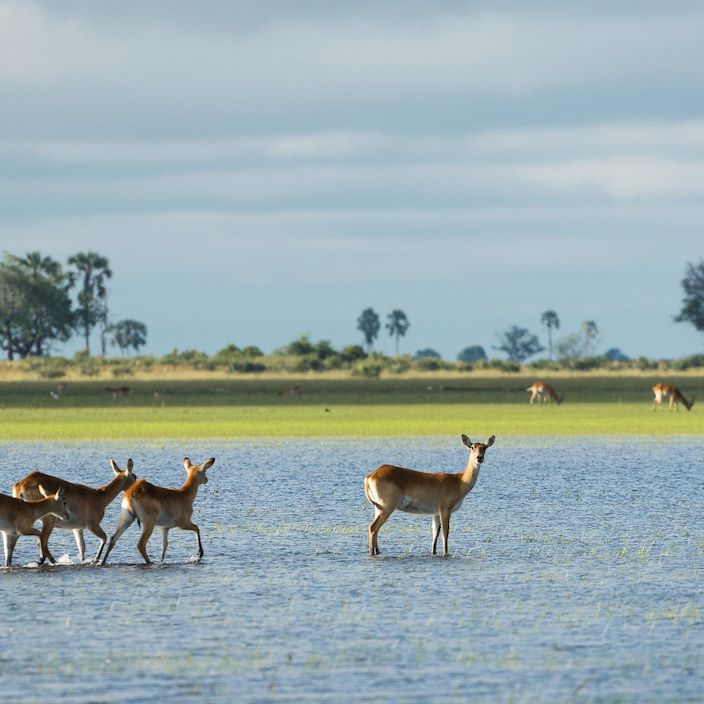 Wilderness Kwetsani Botswana Wildlife Lechwe