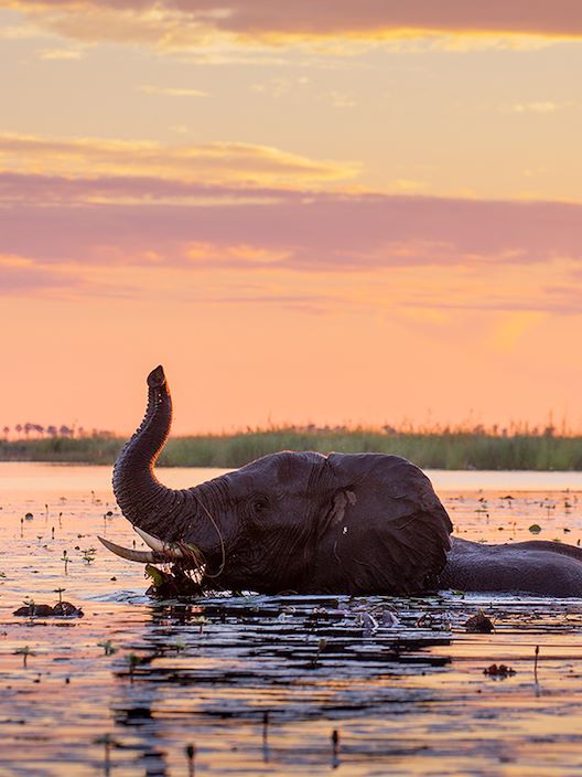 Wilderness Dumatau Botswana Elephant in water
