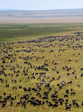 Wilderness Kenya Habitat Open Plains