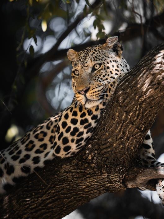 Leoprd lazing in a tree in his favourite corner of the world Wilderness Mombo