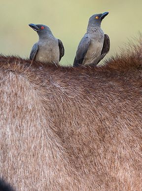 Wilderness Busanga Bush Camp Zambia Activities Birding