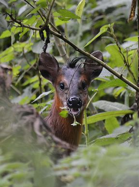 Wilderness Bisate Wildlife Black Faced Duiker