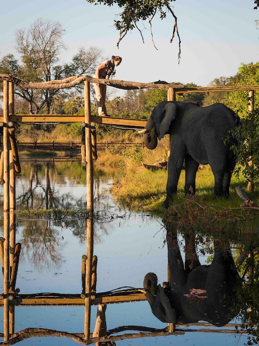 Wilderness Little Tubu Botswana Elephant by Boardwalk