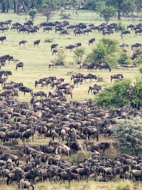 Wildebeest herd on the Savannah Serengeti