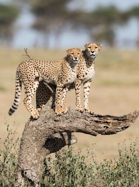 Wilderness Tanzania Cheetah on a tree hunting