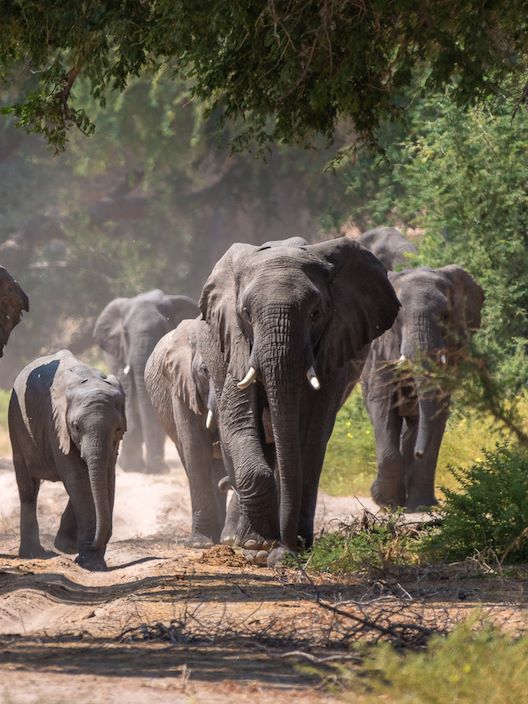 Wilderness Damaraland Camp Namibia Desert Elephant