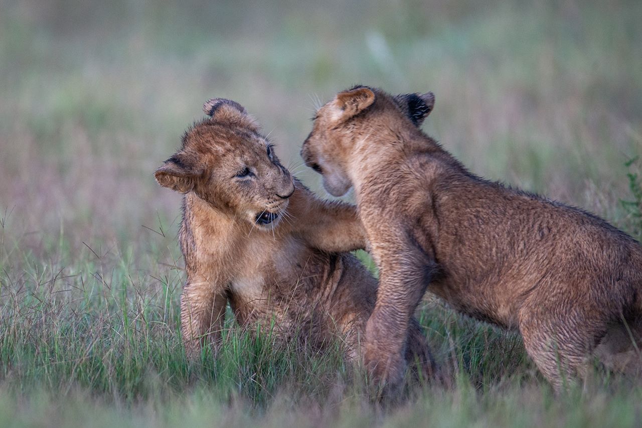 Wilderness Chitabe Lediba Purpose Conservation