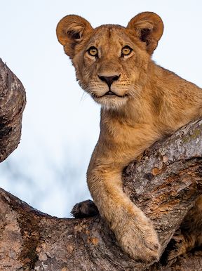 Little Vumbura Botswana Wildlife Lion