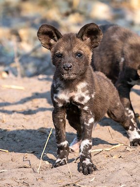 Wilderness Botswana Linyanti Wildlife Wild Dog