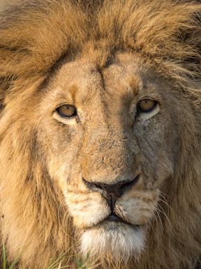 Wilderness Shumba Zambia Wildlife Lion