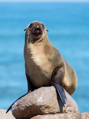 South Africa Wildlife Cape Fur Seal