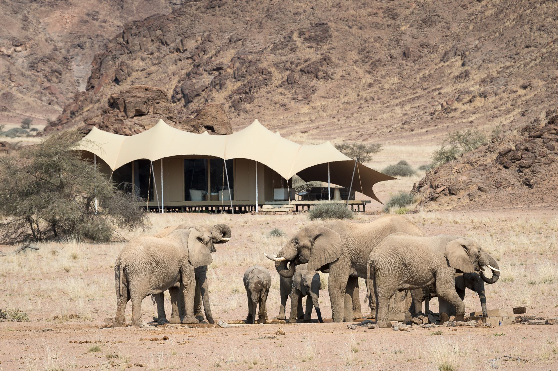 Adapted Animals in the Hoanib Desert | Desert Elephant Safari