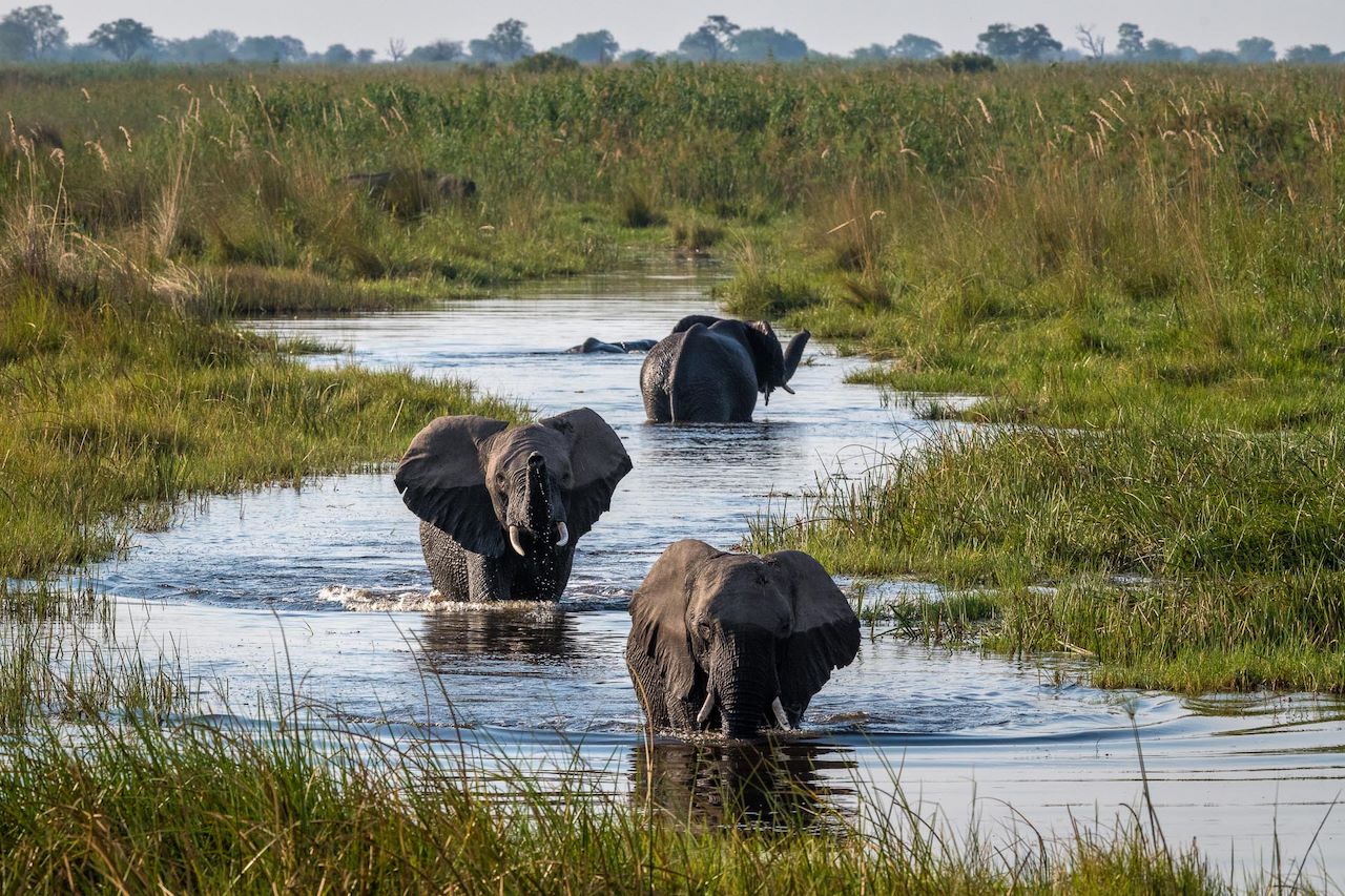 Wilderness Linyanti Tented Camp Botswana Area