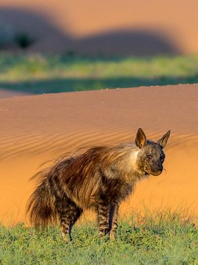 Wilderness Serra Cafema Namibia Wildlife Brown Hyena