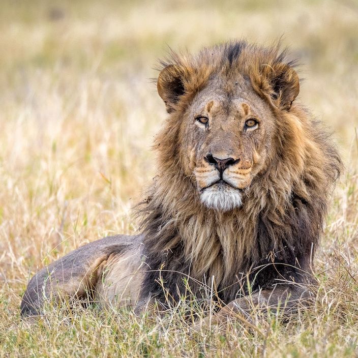 Wilderness Kings Pool Botswana Wildlife Lion
