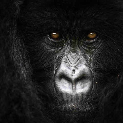 Mountain Gorilla at Wilderness Bisate Rwanda