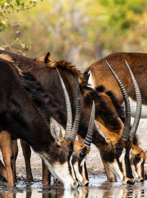 Wilderness Kings Pool Botswana Wildlife Sable