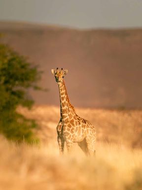 Giraffe at Wilderness Desert Rhino Camp
