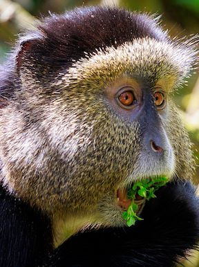 Wilderness Bisate Wildlife Golden Monkey