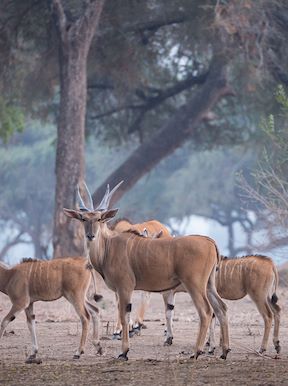 Wilderness Zimbabwe Wildlife Eland