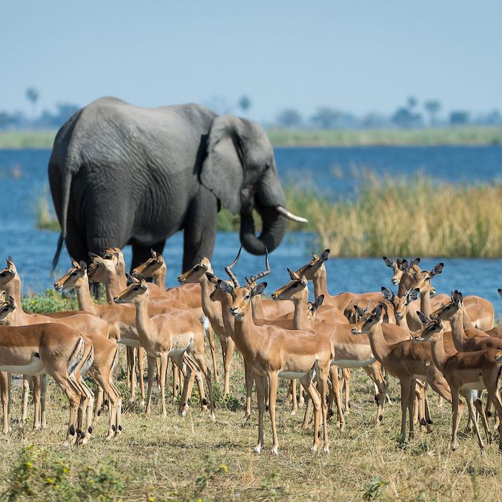 Wilderness Savuti Botswana Elephant And Impala