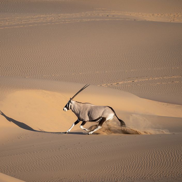 Wilderness Serra Cafema Namibia Oryx Running