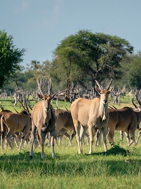 Wilderness Hwange Wildlife Eland