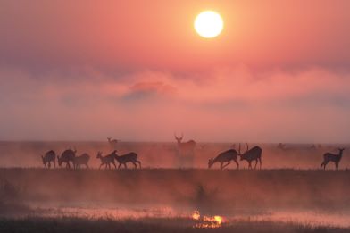 Busanga Bush Camp Puku on misty morning Plains