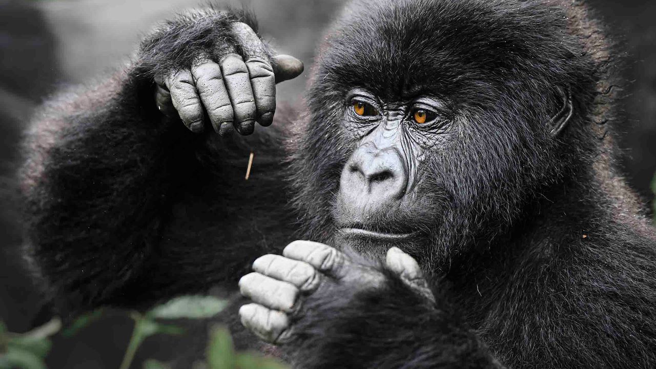 Mountain Gorilla at Wilderness Bisate Rwanda