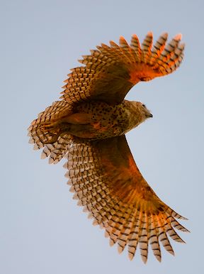 Wilderness Botswana Wildlife Pels Fishing Owl