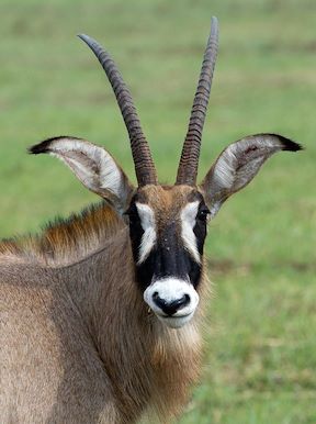 Wilderness Shumba Zambia Wildlife Roan