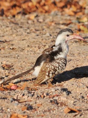 Doro Nawas Camp Namibia Wildlife Damaraland Hornbill