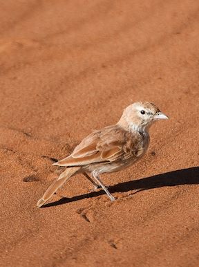 Wilderness Kulala Desert Lodge Namibia Wildlife Dune Lark