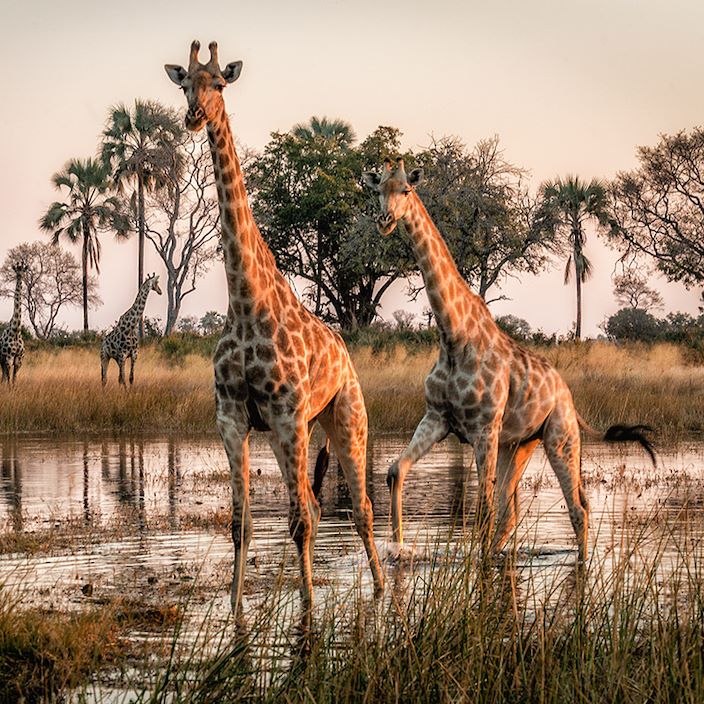 Wilderness Chitabe Lediba Gallery Wildlife Giraffe