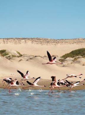 Wilderness Hoanib Skeleton Coast Namibia Activities Coastal Excursion