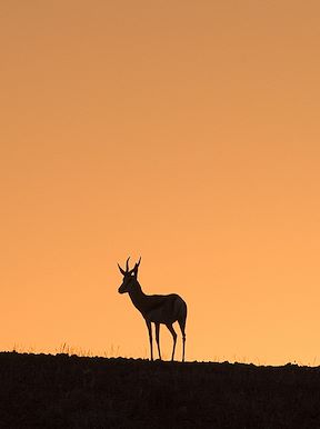 Springbok in the Namibia desert