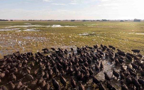 Herd of Buffalo Kafue National Park