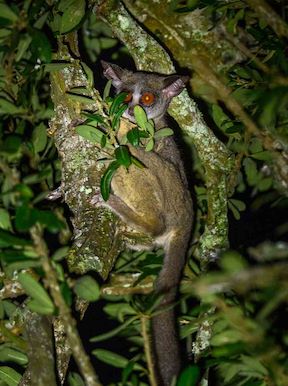 Nocturnal sightings of a Bush baby at Wilderness Magashi